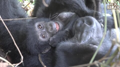 Wild Mountain Gorillas | Bwindi Impenetrable Forest, Uganda
