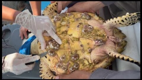 Meeresschildkröten retten, Seepocken von Meeresschildkröten entfernen Remove barnacle from seaturtle