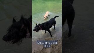 Water Dogs Shakin' off the Heat/Grid Down, No AC, with Daisy's buddy, Jelly the Yellow Lab