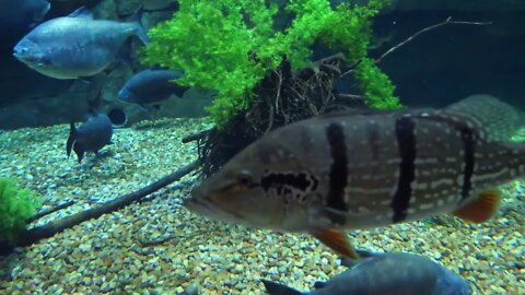 Large Fish Swimming Around In A Big Aquarium Tank