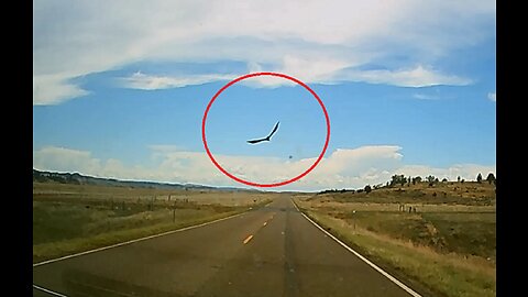 Dashcam: Golden Eagle Dive-Bomb Launch