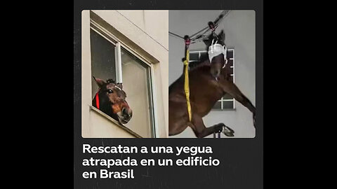 Rescatan a una yegua por la ventana del tercer piso de un edificio en Brasil