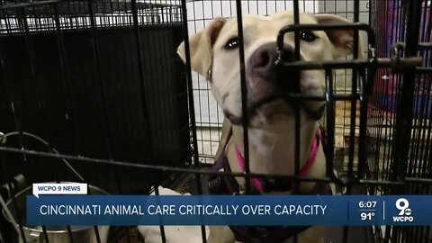 Cincinnati animal shelter has twice as many dogs as they do kennels, adopters and fosters needed