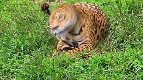 leopard-cheetah-lion-tiger-lynx-