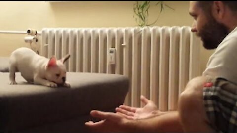 Adorable French Bulldog Trusts Owner And Jumps Into His Arm