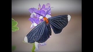 Melanchroia chephise..White Tipped Black Moth