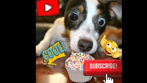 Best Of The 2022 Funny Animal Videos - Best Dogs And Cats Videos