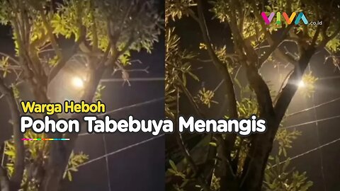 Misteri Pohon Menangis Terekam Kamera di Kepanjen Malang