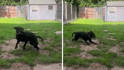 When Your Dog Gets The Zoomies And Turns Into A Helicopter