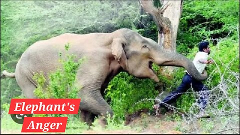 "Tragic Moment: Elephant kill the Master"