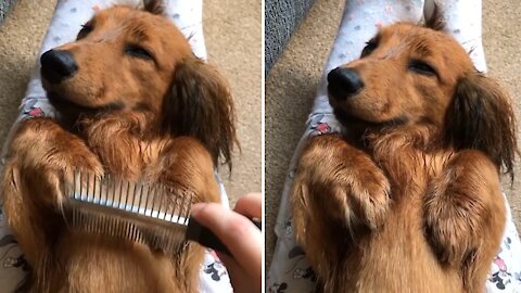 Extremely Relaxed Puppy Falls Asleep While Being Brushed