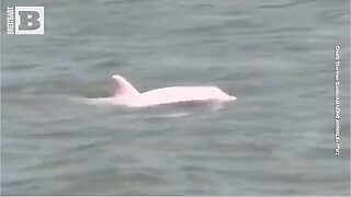 NATURE IS AMAZING! Rare Pink Dolphin Spotted in Louisiana