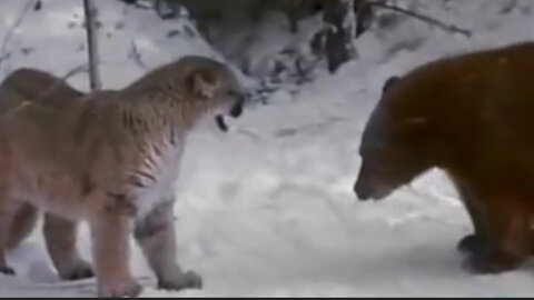 A young puma and bear fight