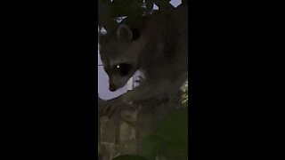 Raccoon in the yard