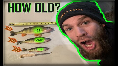 How Old Is That Perch?? 7'' = 2 years? 12" = 5 years? The Science Will Suprise You