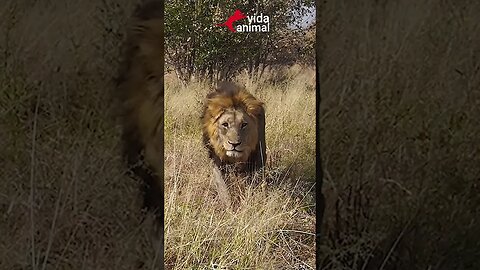 LEÃO MASSACRA FILHOTE DE BÚFALO - VIDA ANIMAL