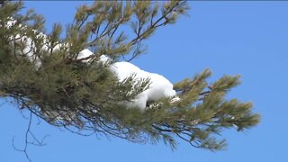 Storm knocks down trees: Mary Jo Ola reports