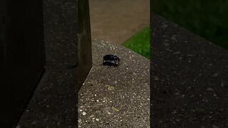 European Ground Beetle 🪲