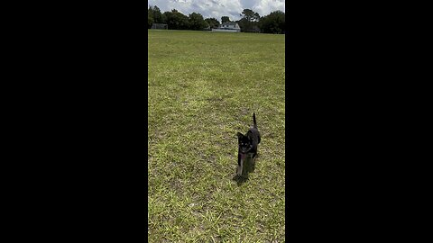 Running with Asami