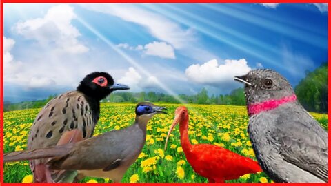 aves raras coloridas e exóticas