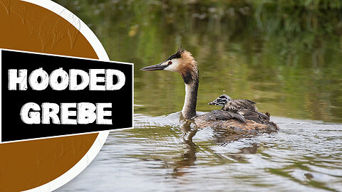 Hooded Grebe - 🦆 One Of The Worst Animal Mothers In The Wild | World Animals Hub In 1 Minute!