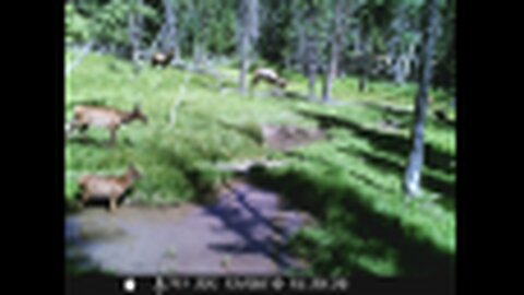 Trail Camera Photos and Videos - Deer, Elk, Bear, Coyote (Ciervo, Uapití, Oso, Coyote)