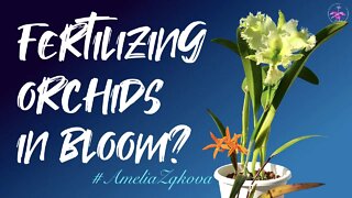 The WHEN & WHY of fertilizing orchids in bloom | Are there exceptions? #OrchidNutrition