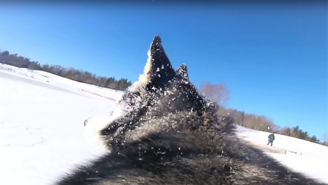 GoPro on dog's back captures excitement of snowy fun