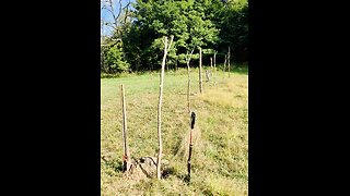 Protecting a wild garden from wildlife