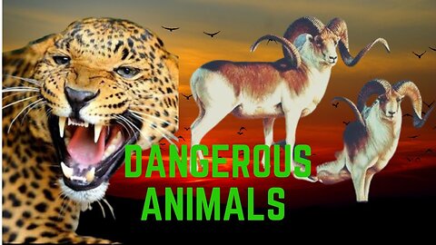 Top 7 Lion vs Hunting Animals Moments - Cought on camera - Predator attack