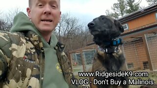 VLOG - Don't Buy a Belgian Malinois‼ What's Your Thoughts❓