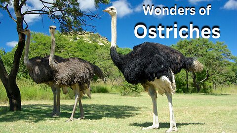 Discovering the Wonders of Ostriches
