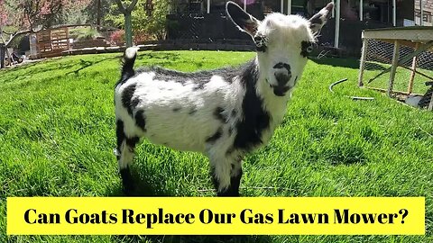 Can Goats Replace Our Gas Lawn Mower?