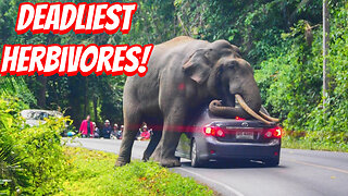 How Dangerous Are Elephants Towards Humans?