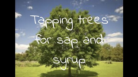 How to tap trees for sap and syrup