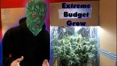 EXTREME Budget Grow (Grow Weed Easy) Ultimate beginners guide. Part 1 Seeds and Germination