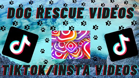 Viral TikTok/Instagram dog rescue videos. Happy new lives for neglected dogs.