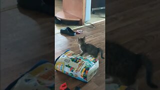 kitten playing