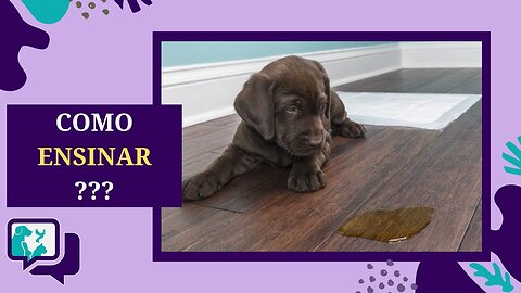 Como ensinar seu CACHORRO a fazer as NECESSIDADES no LUGAR CERTO