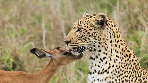 Big Predator Cat Befriends Impala In Wilderness