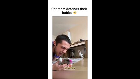 mommy cats