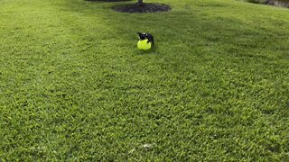 4K Hercules The Terrible #frenchton #puppy #fetch