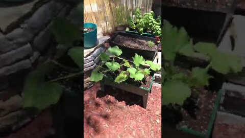 Zucchini Plant Week 5 Tomato Plant Update