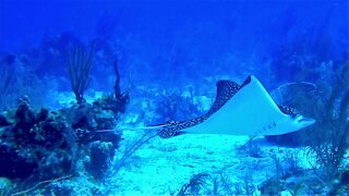 Beautiful spotted eagle stingrays curiously circle scuba divers