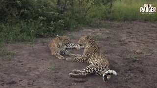 Leopard Family, Part 39