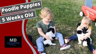 Toddlers playing with 5 week old Standard Poodle Puppies