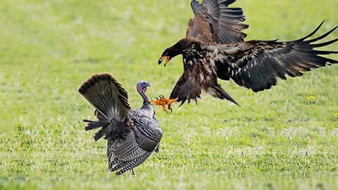 Hawk Tries to Kill Cuckoo Bird
