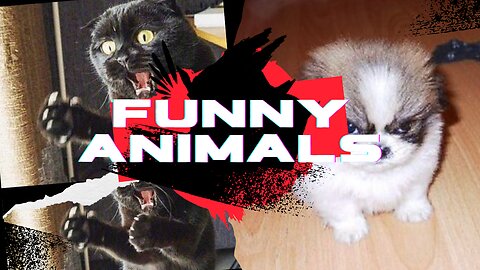 Funny Animals - Part 1