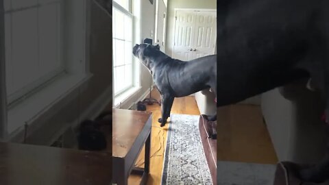 Puppy LEARNS Guarding - Cane Corso #shorts #viral #puppy