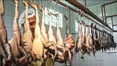 How Asian Farmer Raising Millions of Frogs and Harvest - Frog Meat Processing in Factory - Frog Farm